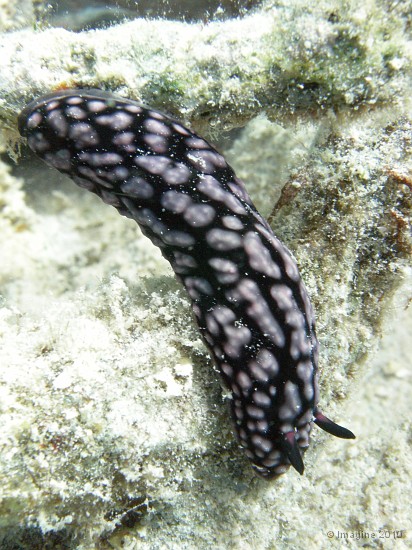 70- Nudibranche Phyllidiella pustulosa - Ilot Mato.JPG